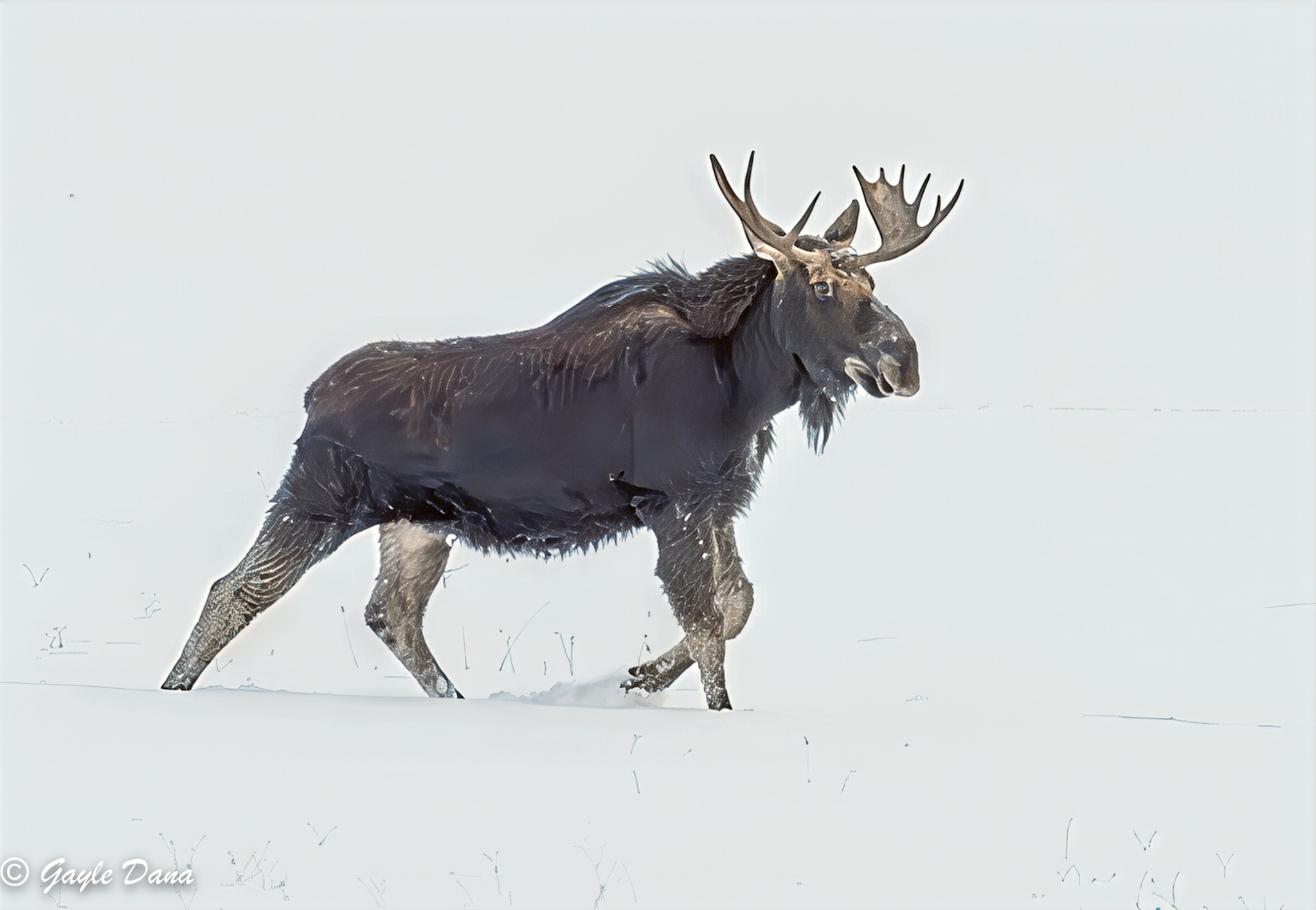Moose